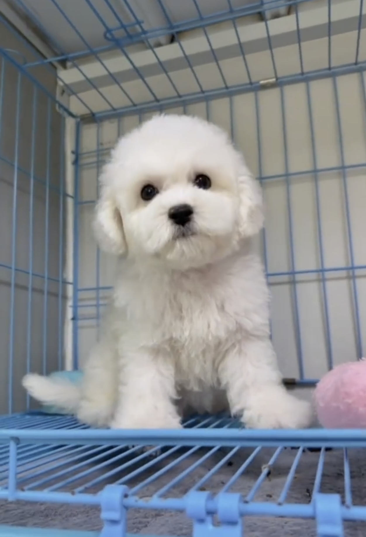 可爱比熊幼犬，公母都有，纯白蓬松似棉花糖，性格温顺乖巧，可爱粘人超治愈